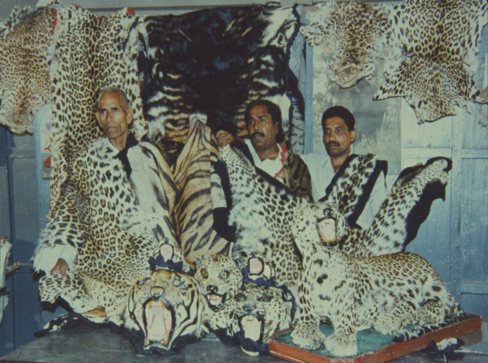 斯文·赫定|新疆虎是怎么灭绝的？它的悲剧还会上演吗？