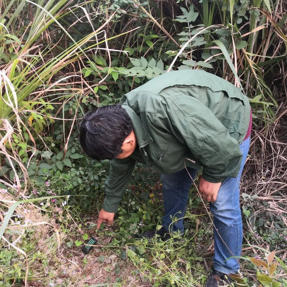 自開始獵捕以來,其先後捕獲野豬2只,鷓鴣3只,竹雞3只,這些野生動物均