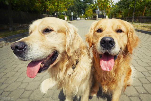 为什么金毛犬看到主人回家都会这么 兴奋 原因有6个 金毛狗 狗狗