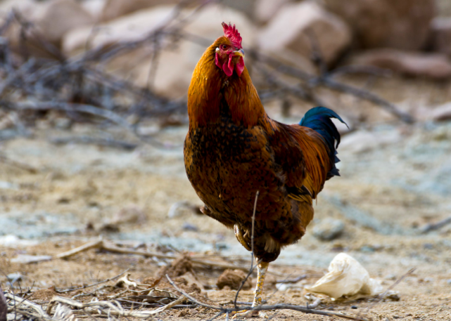 鸡鸡鸡鸡 到了10月30号 要历经1个大 坎坷 属鸡人速看 吉星