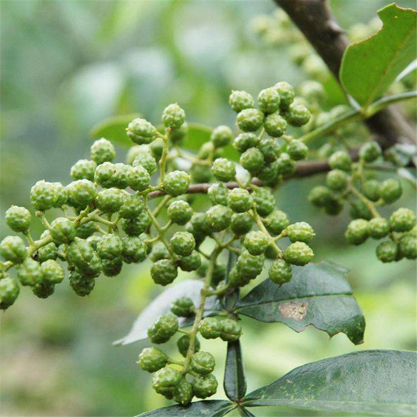花椒排行_花椒最美天使排行榜洗牌霸榜5天的演员刘凯菲竟被小喵大宝反超(2)