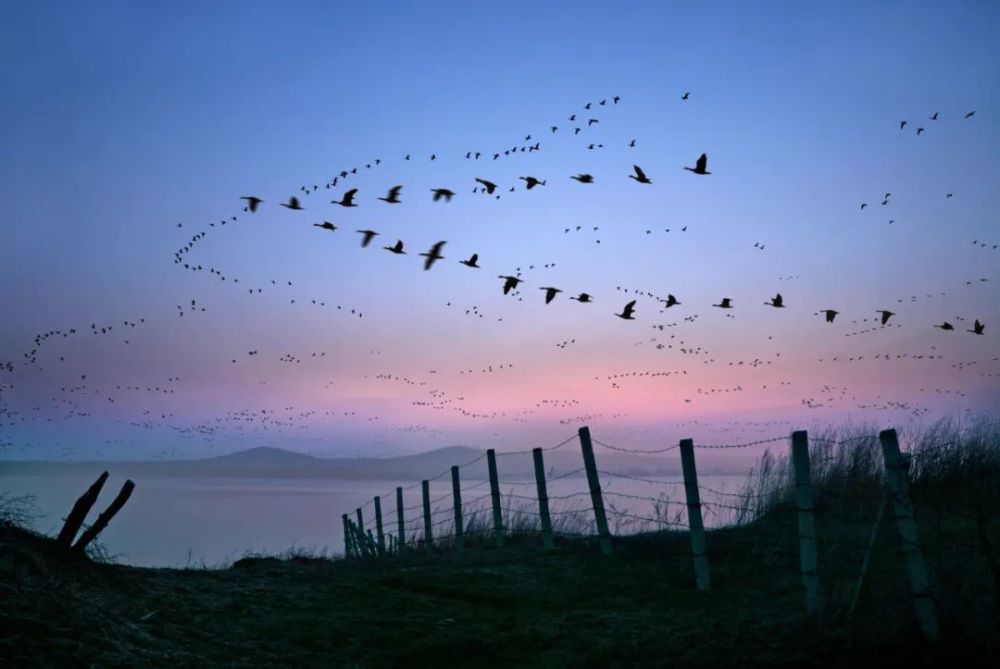 关注新华网吉林敬信湿地迎数万只南迁大雁