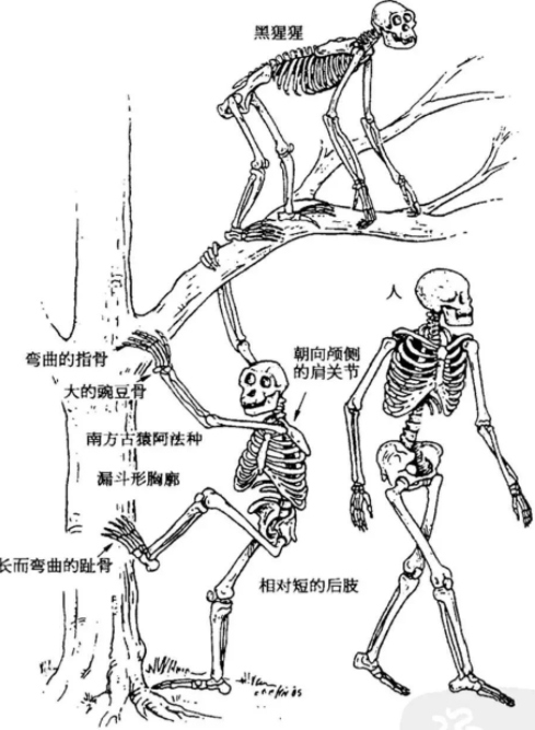 婴儿哭声会引来野兽 为什么人类依然要保留如此劣势基因 腾讯网