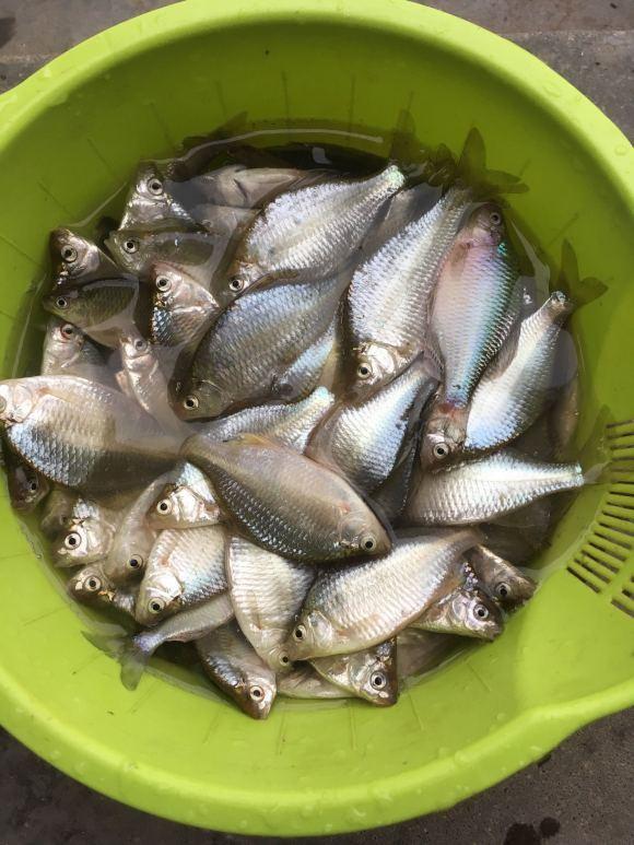 南通河道里,这种苦胆鱼正在泛滥成灾,或因长江禁渔?