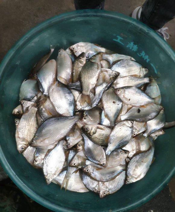 南通河道里,这种苦胆鱼正在"泛滥成灾",或因长江禁渔?