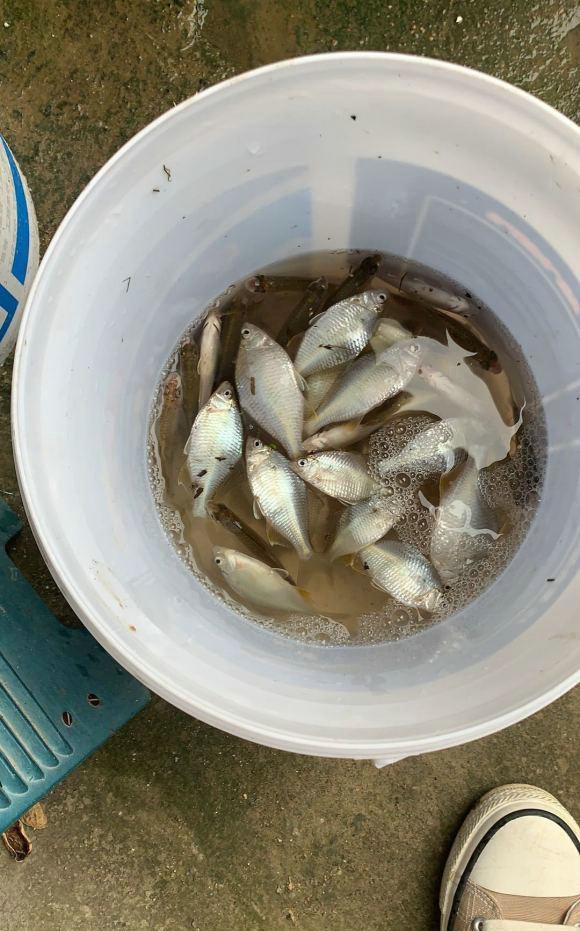 南通河道里,这种苦胆鱼正在"泛滥成灾",或因长江禁渔?