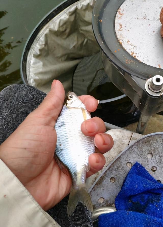 南通河道里,这种苦胆鱼正在"泛滥成灾",或因长江禁渔?