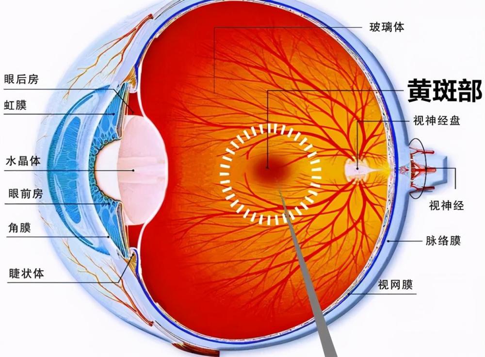 眼睛发生黄斑病变 离不开这5个原因 腾讯新闻