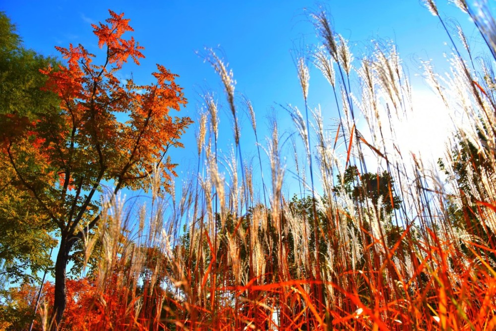 北京世园公园|大自然的调色板！北京世园公园迎来“醉美”之秋