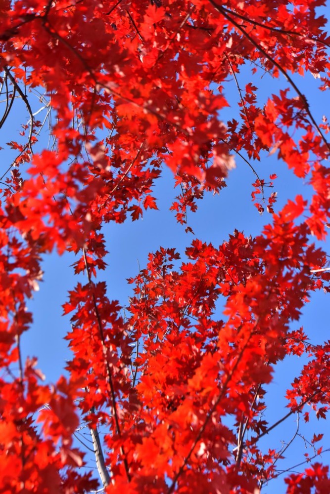 北京世园公园|大自然的调色板！北京世园公园迎来“醉美”之秋