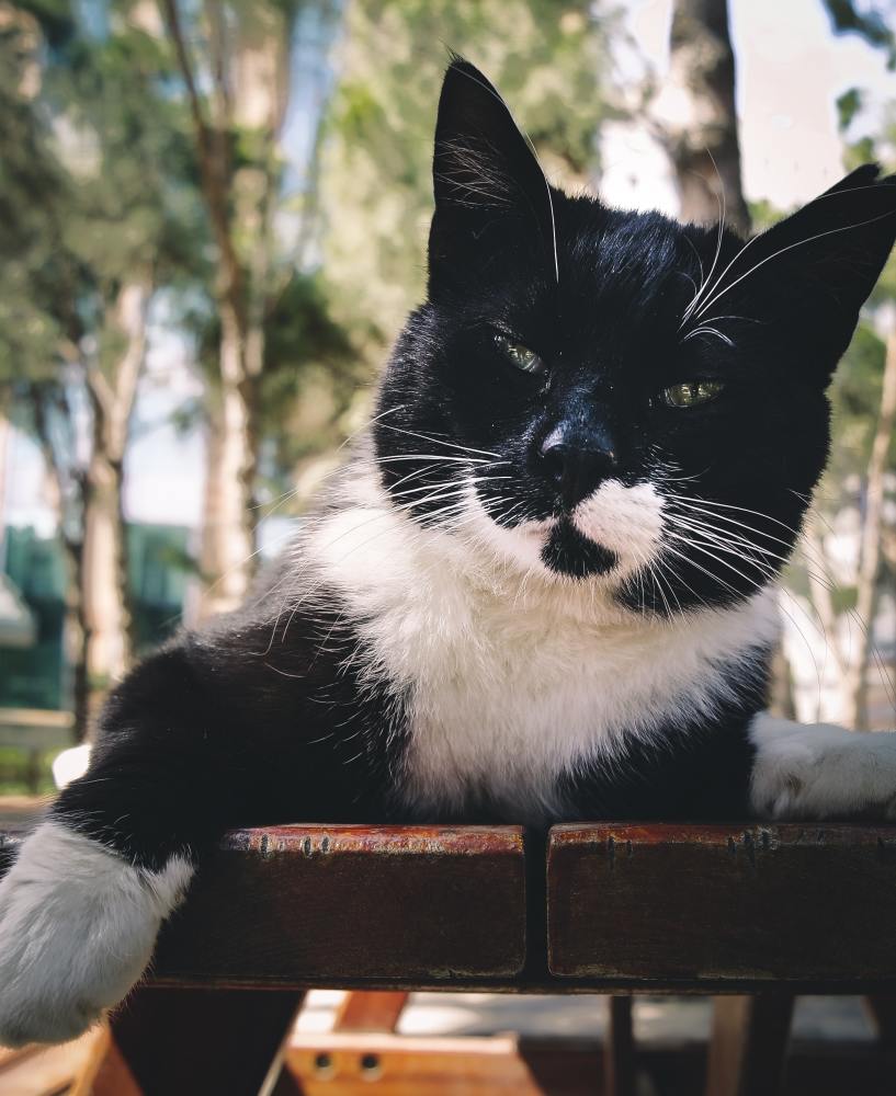 猫化毛膏可以排猫体内毛球吗 猫咪毛球症是什么 腾讯新闻