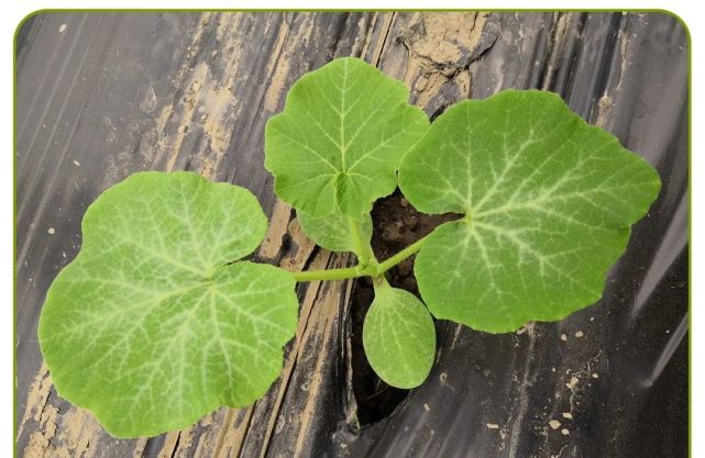 【定植标准】苗到三叶一心时,地温15℃以上可定植.