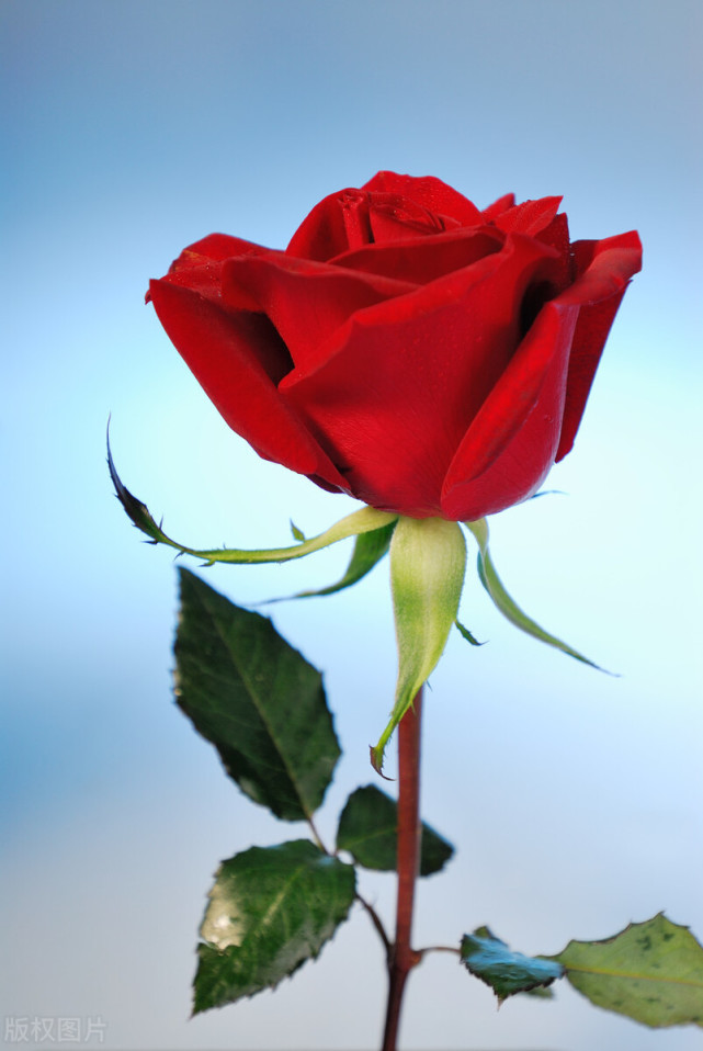 国花系列10 英国国花 Rosa 到底是月季还是玫瑰 英国 历史 玫瑰