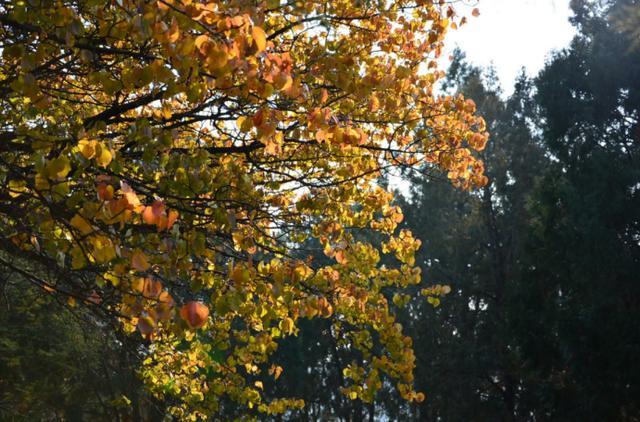 蟒山国家森林公园|京郊赏红叶的最佳选择！离市区近交通非常方便，现在去正合适！