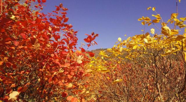 蟒山国家森林公园|京郊赏红叶的最佳选择！离市区近交通非常方便，现在去正合适！