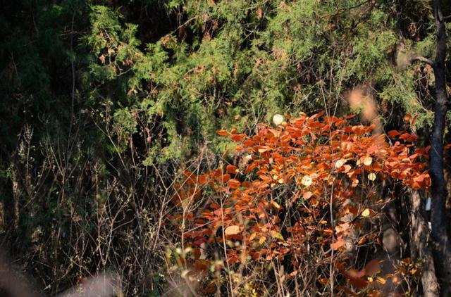 蟒山国家森林公园|京郊赏红叶的最佳选择！离市区近交通非常方便，现在去正合适！