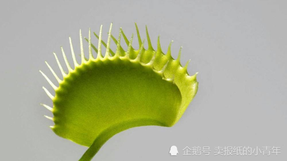 捕蝇草:食肉性植物究竟如何把握时机,捕捉到猎物的