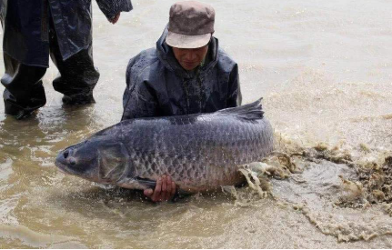 淡水鱼中的巨无霸俗称索命鱼肉质鲜美嘴中还有一宝