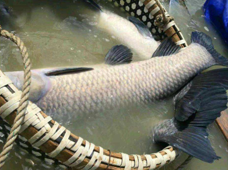 淡水鱼中的巨无霸俗称索命鱼肉质鲜美嘴中还有一宝