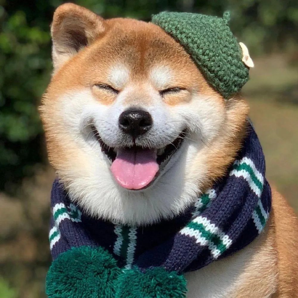 可爱萌宠动物头像万事都要全力以赴包括开心