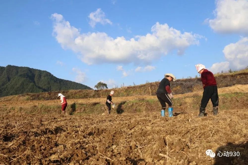 旁海镇:"姜村蒜寨"一边忙丰收,一边忙播种_腾讯新闻