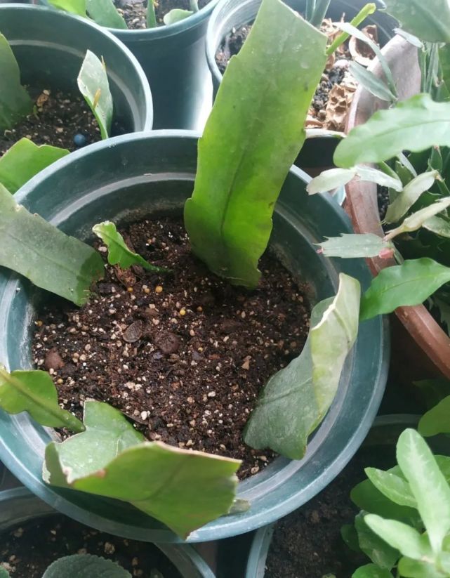 昙花如何扦插1分钟学会