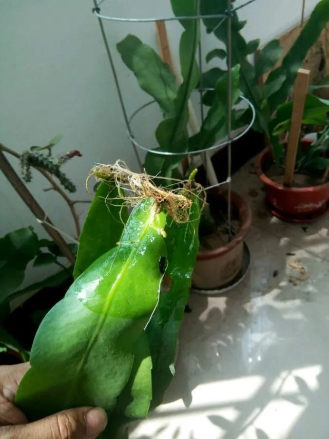 昙花如何扦插1分钟学会