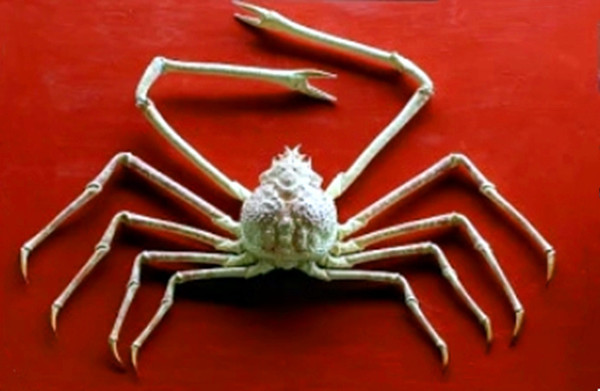 罕见 巨型杀人蟹蜘蛛蟹 原来如此 腾讯新闻
