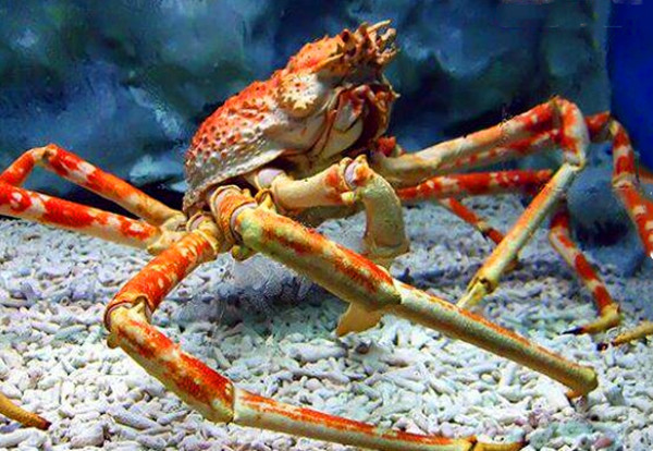 罕见 巨型杀人蟹蜘蛛蟹 原来如此 腾讯新闻