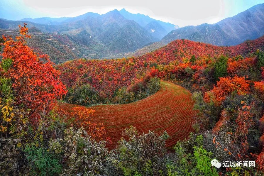 秋风落山红醉美马泉沟