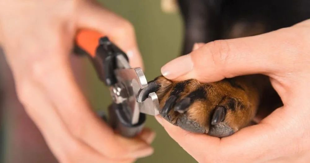 在给狗狗剪指甲时剪出血,怎么办