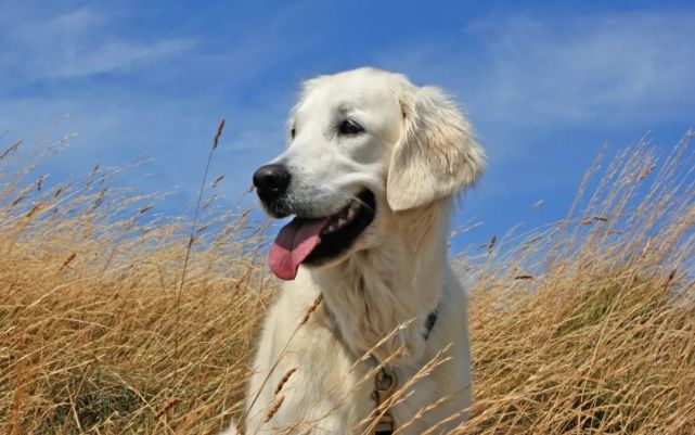 想知道你的狗狗未来长多重吗 狗狗 中型犬 幼犬 铲屎官