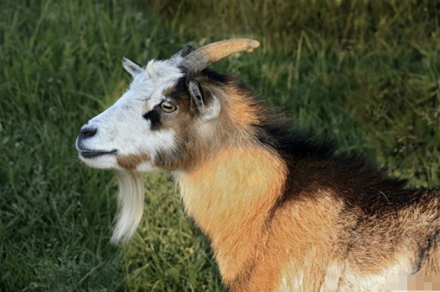 10月30号一到 属羊人要经历3个大喜 属羊人快来接喜 腾讯新闻