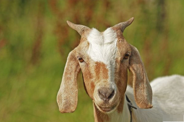 10月30号一到 属羊人要经历3个大喜 属羊人快来接喜 运势 贵人 新环境