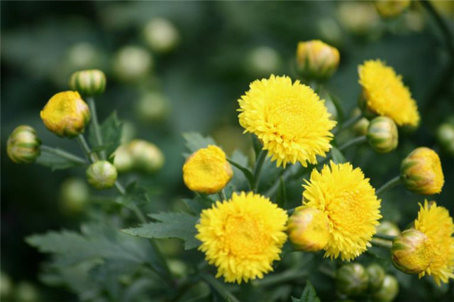 秋花美诗 秋花不比春花早 开到秋花也是春 腾讯新闻