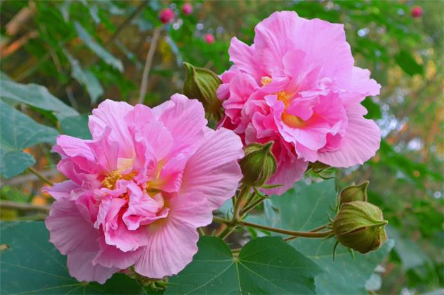 秋花美诗 秋花不比春花早 开到秋花也是春 腾讯新闻