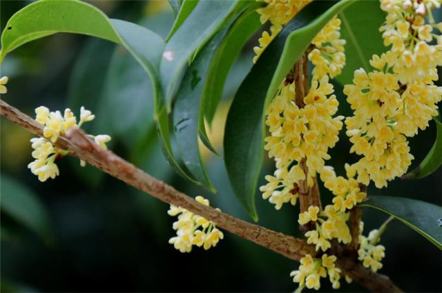 秋花美诗 秋花不比春花早 开到秋花也是春 腾讯新闻