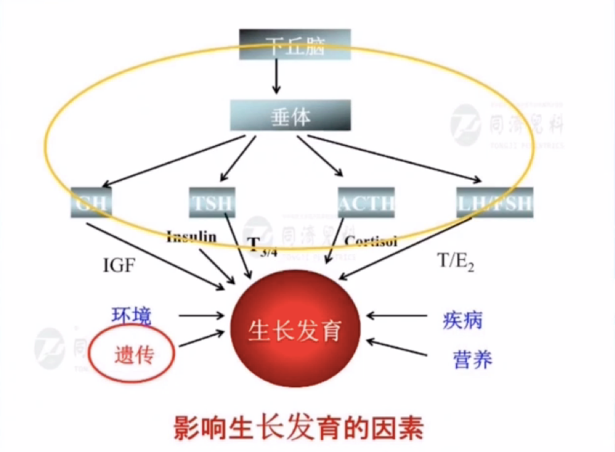 孩子身材矮 做个遗传学检测就够了吗 丨nccps 2020 腾讯新闻