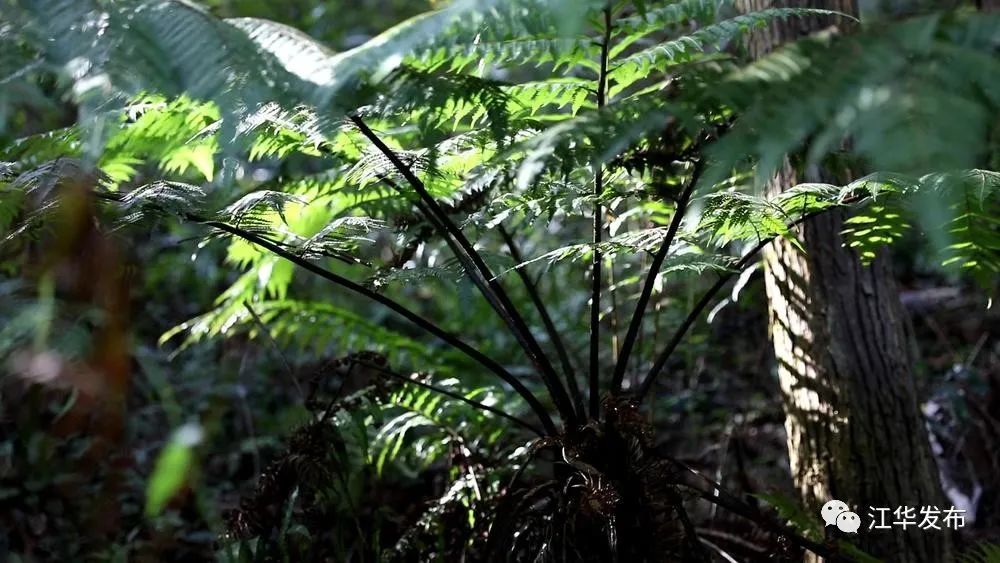 永州江華髮現恐龍時代植物