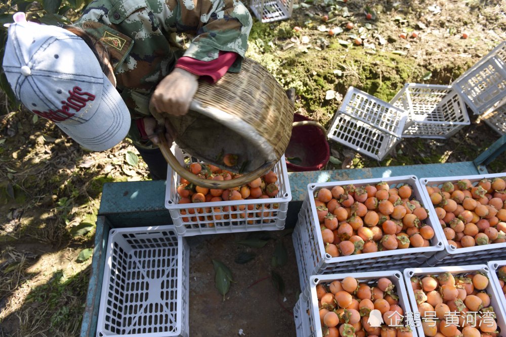 晋南农村,78岁老人柿子园里忙着摘柿子,手脚利索不输年轻人