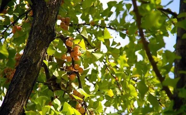 上海动物园收获秋天的馈赠累累秋果挂满枝头