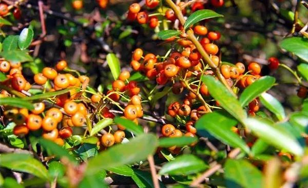 上海动物园收获秋天的馈赠累累秋果挂满枝头