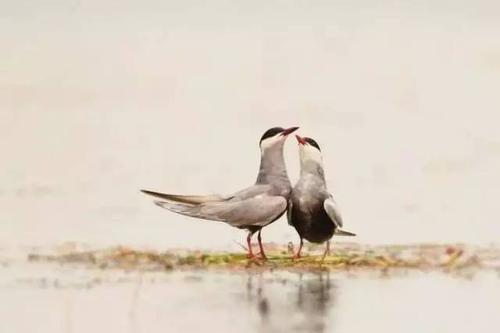 李清照|李清照说赵明诚“殊无分香卖履之意”，分香卖履有什么典故？