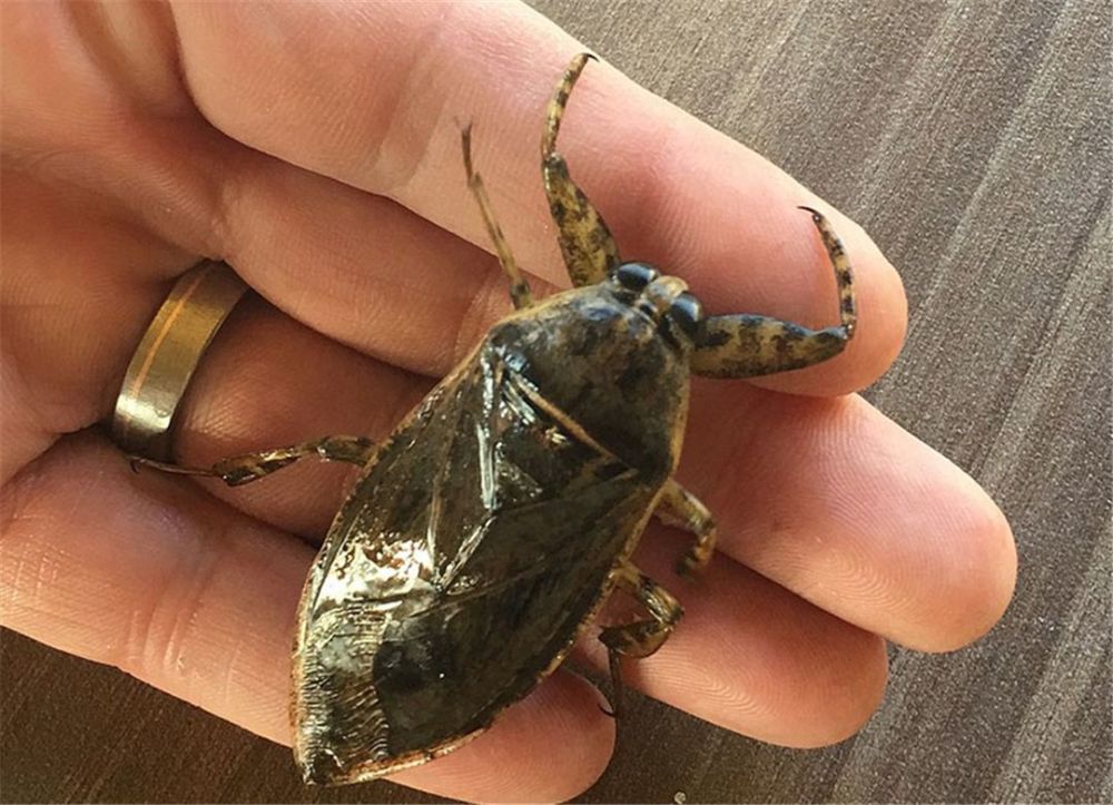 地方有不同的叫法,比如在笔者的家乡,田鳖被称为水鳖虫,还有钳蝽,鳖蝽