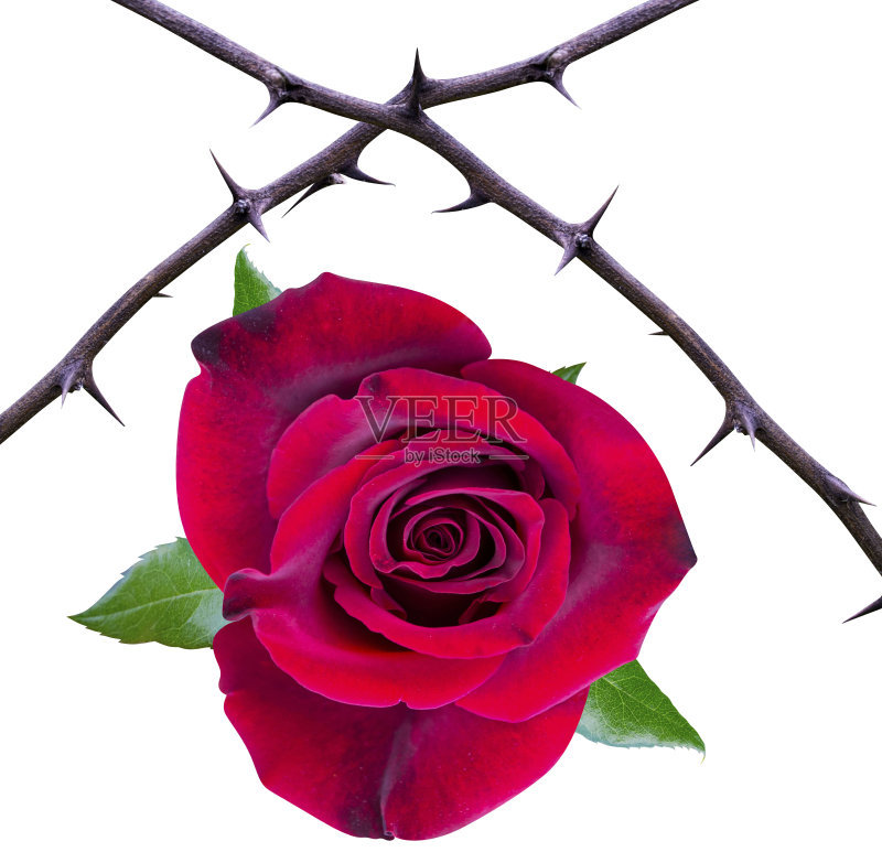 带刺的玫瑰
