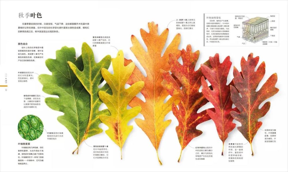 香山|爬香山看红叶，朋友圈文案除了美，还能写啥？急，在线等！