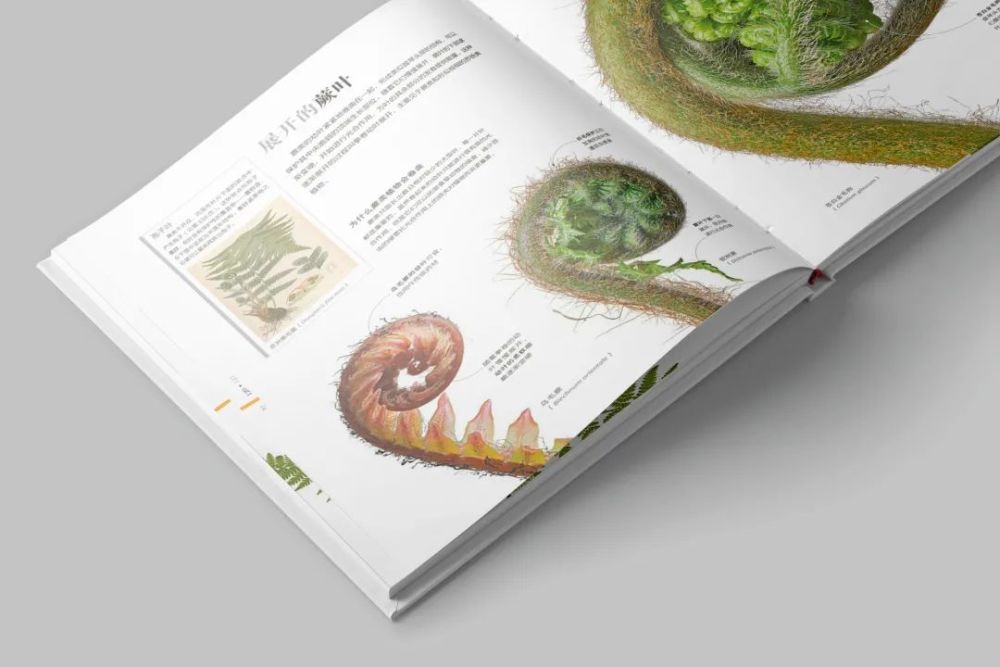 香山|爬香山看红叶，朋友圈文案除了美，还能写啥？急，在线等！