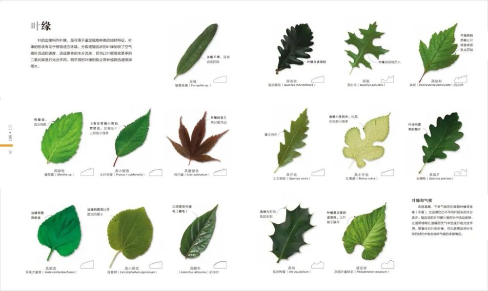 香山|爬香山看红叶，朋友圈文案除了美，还能写啥？急，在线等！