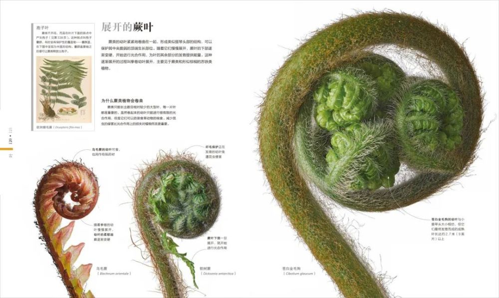 香山|爬香山看红叶，朋友圈文案除了美，还能写啥？急，在线等！