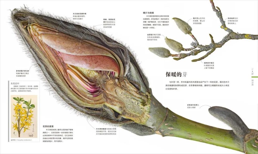 香山|爬香山看红叶，朋友圈文案除了美，还能写啥？急，在线等！
